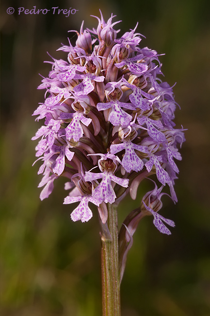 Orchis conica